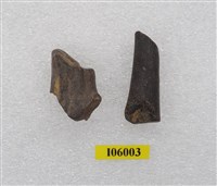 藏品(鹿角化石)的圖片